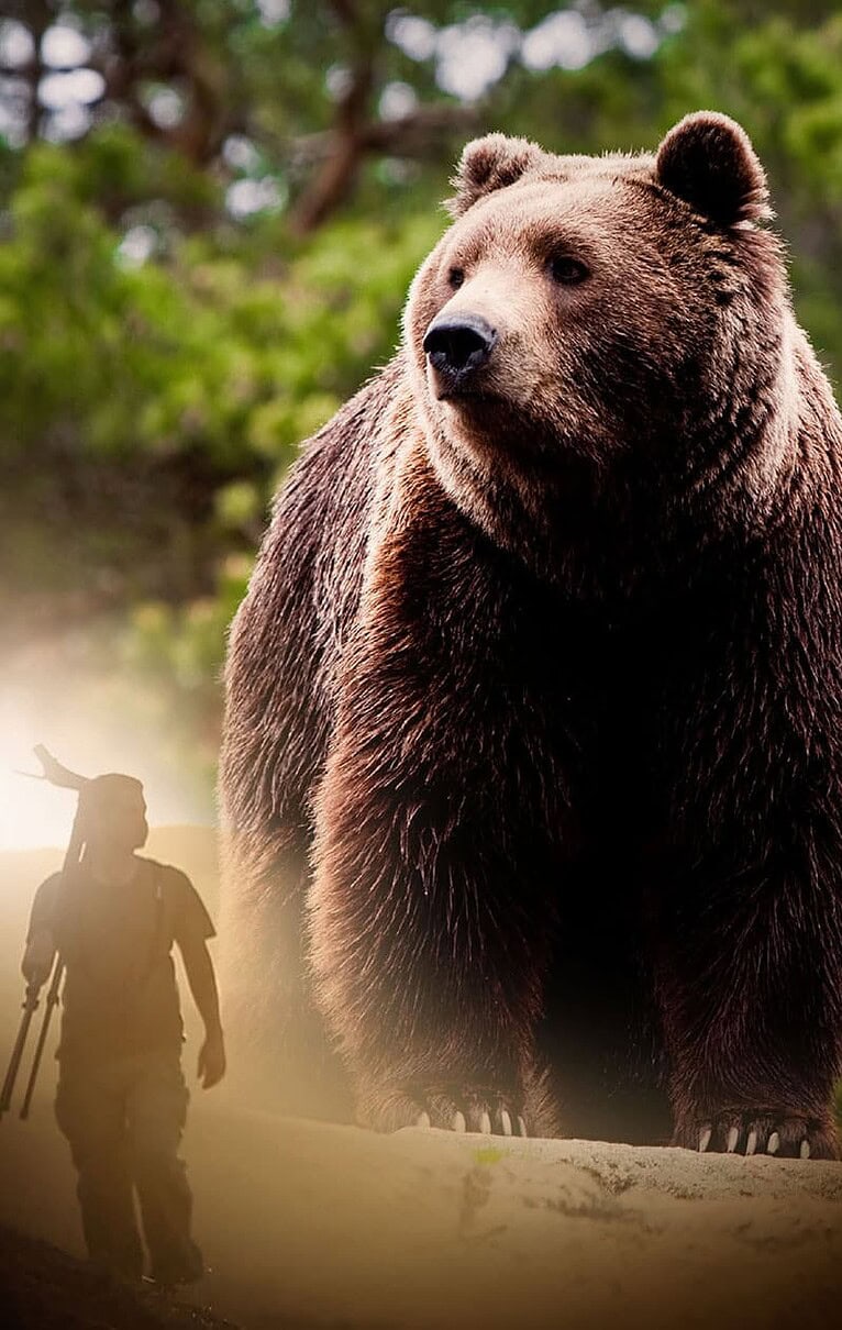 Tracking the Brown Bear